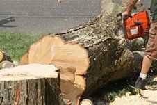Learn More About Tree Removal Tree removal