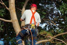 Learn More About Tree Trimming Tree trimming