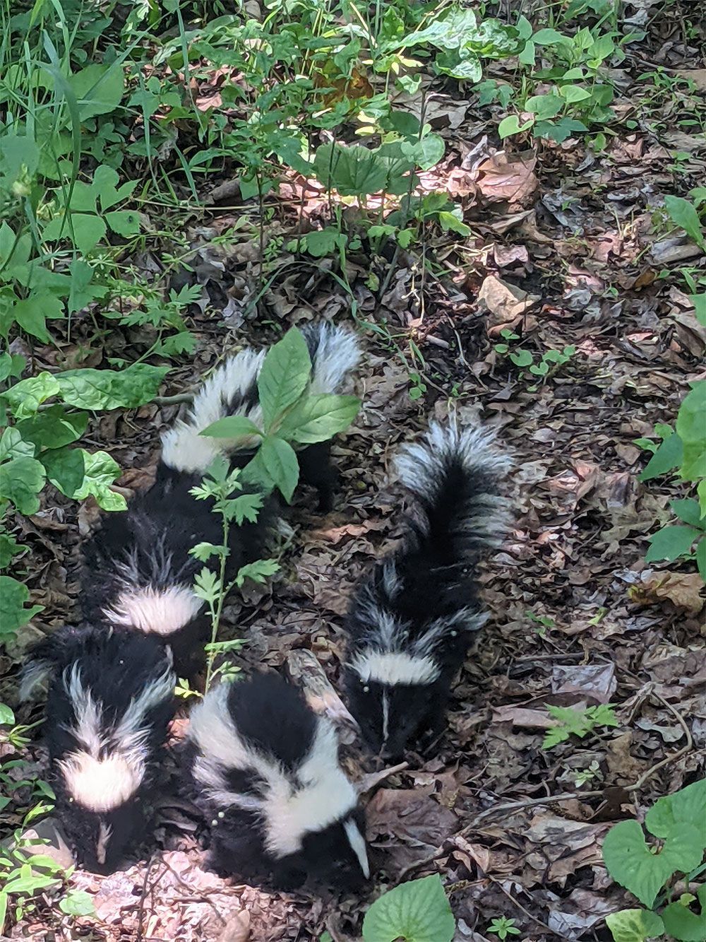 Skunk Removal Service