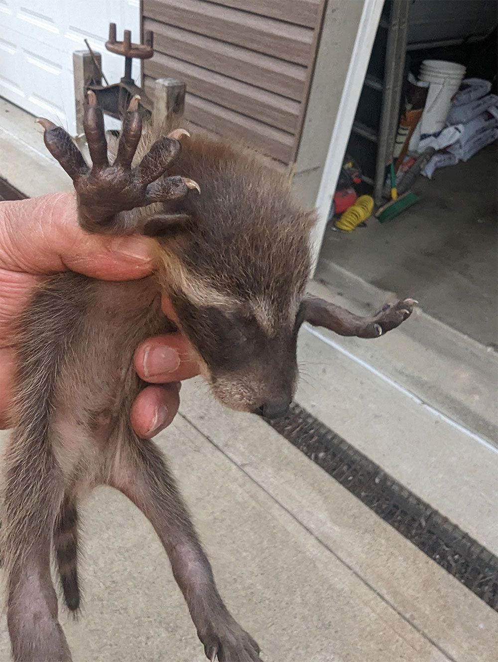 Mole Removal Service