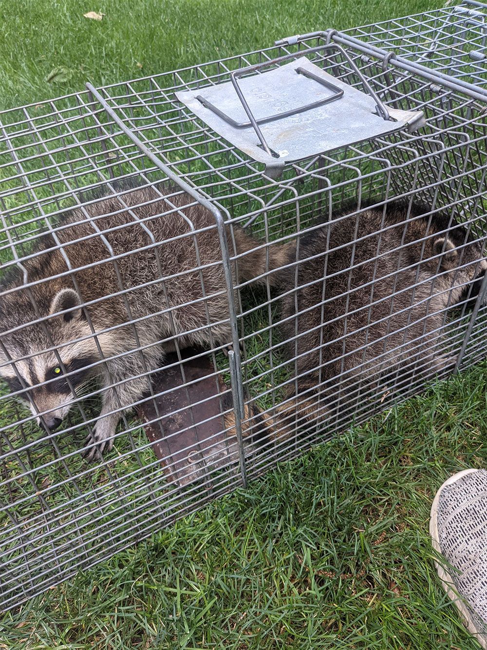 Raccoon Removal