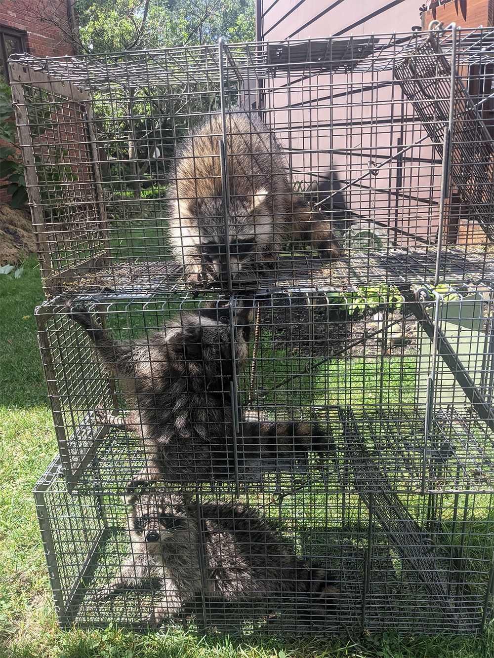 Raccoon Removal