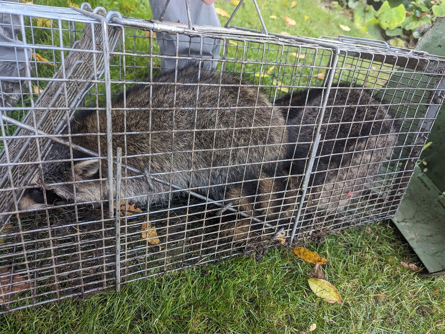 Raccoon Removal