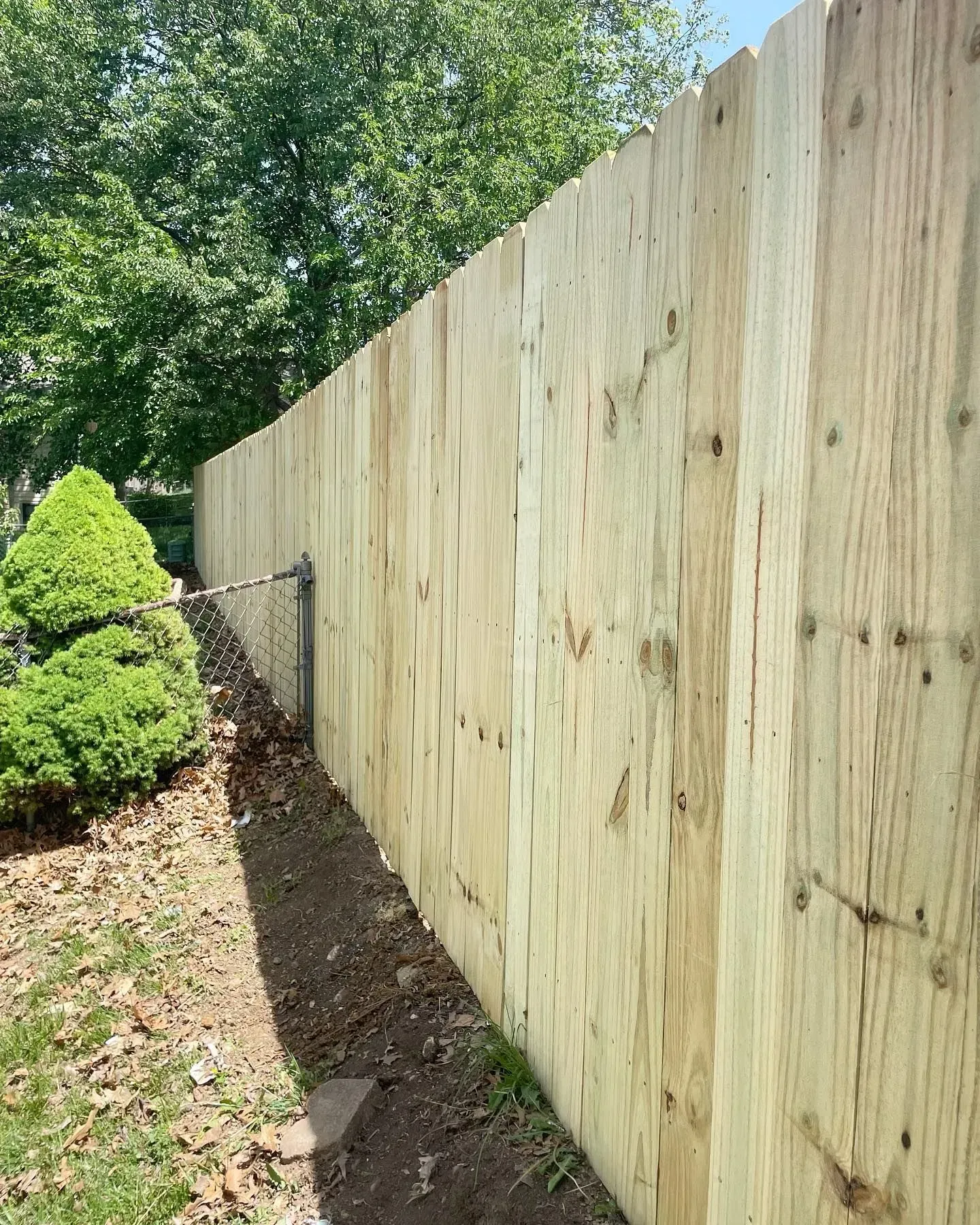 Wooden privacy fence alongside a dirt border, a small hedge, and green trees.