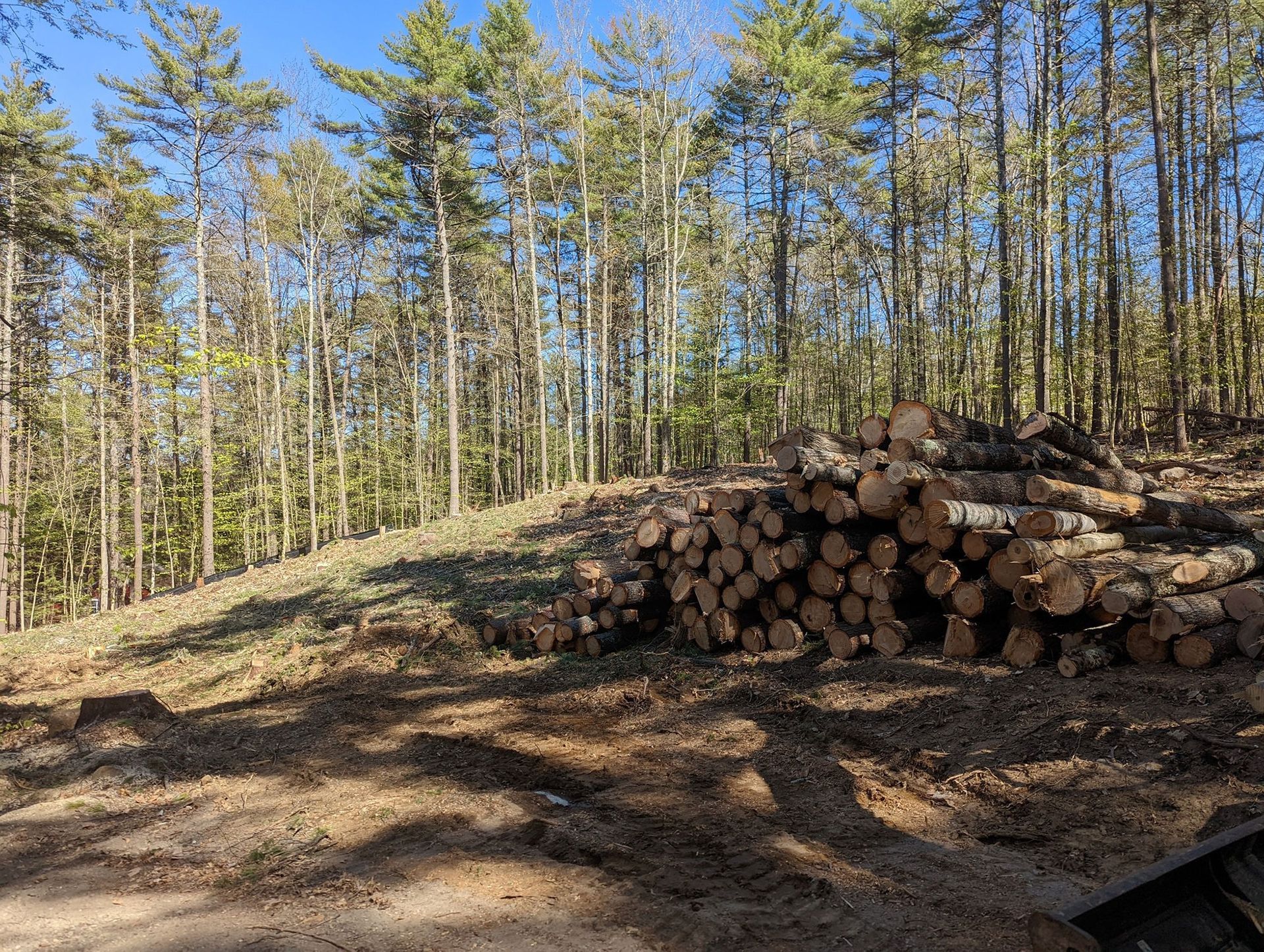 Logs piled on a cleared hillside with a backdrop of trees under a blue sky.