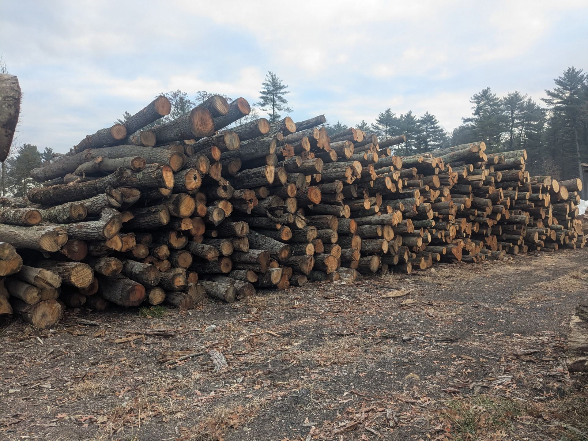 Pile of freshly cut logs in an outdoor setting, likely a lumberyard, with a cloudy sky in the background.