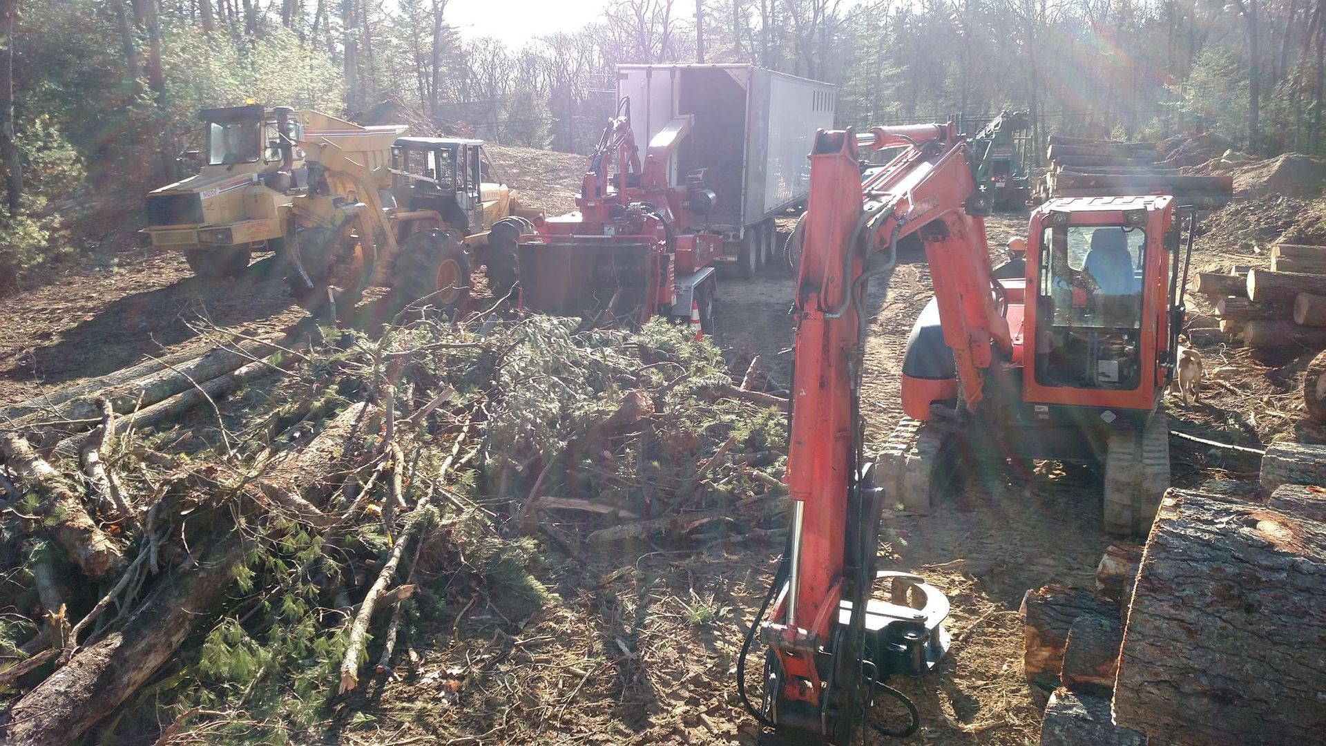Logging operation in a forest with heavy machinery, clearing trees.