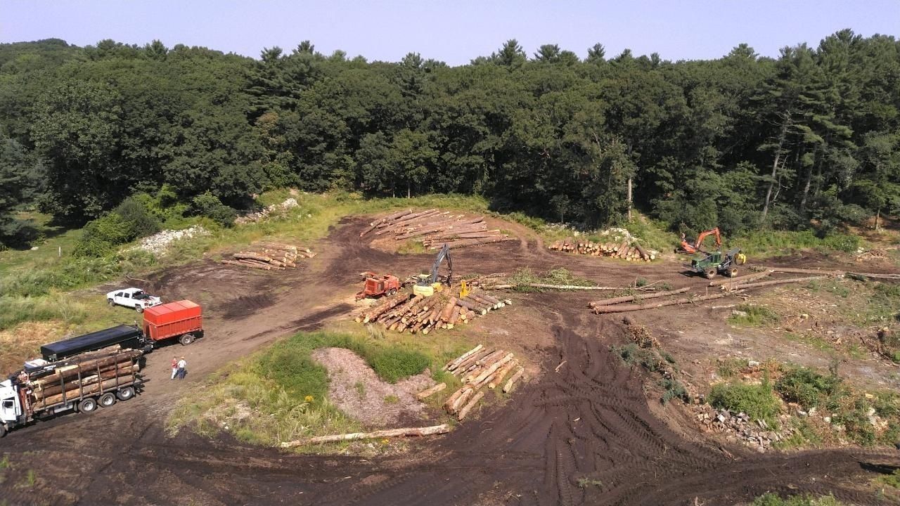 Logging site: trucks, logs, machinery, workers, clearing trees in a forest.