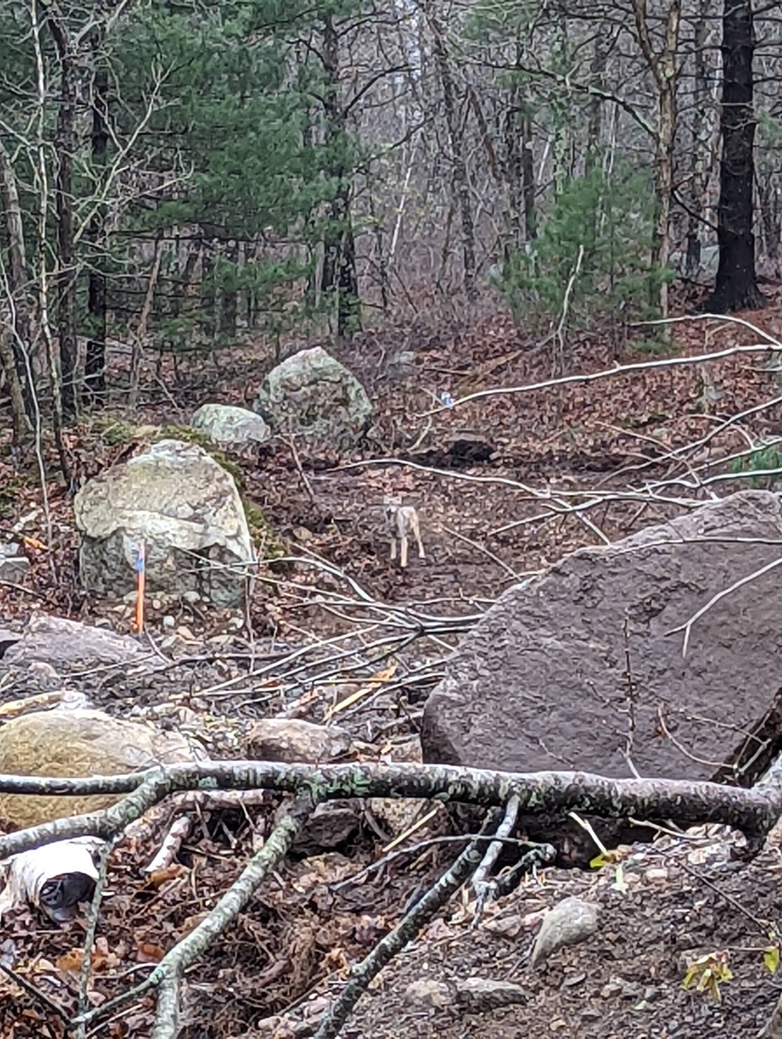 Muddy trail through a forest with rocks and fallen branches.