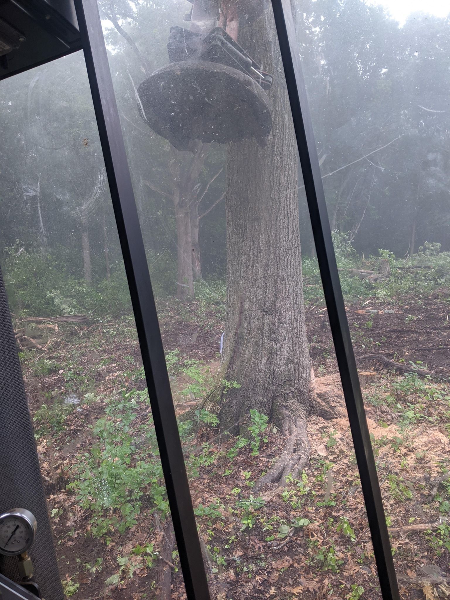 A large tree is being cut down by machinery, view through a glass window, the woods around the tree is foggy.