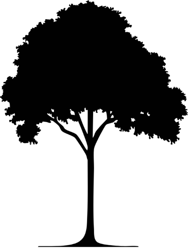 Silhouette of a tree with a thick canopy and a tall trunk.