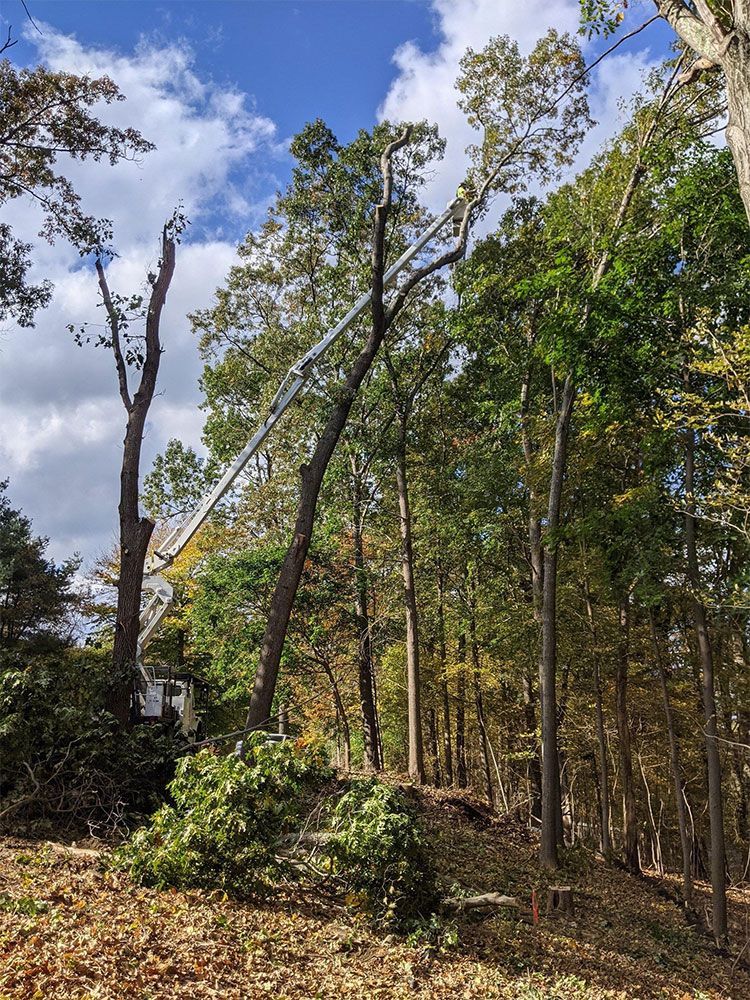 A tree being trimmed by a lift, against a partly cloudy sky, surrounded by other trees.