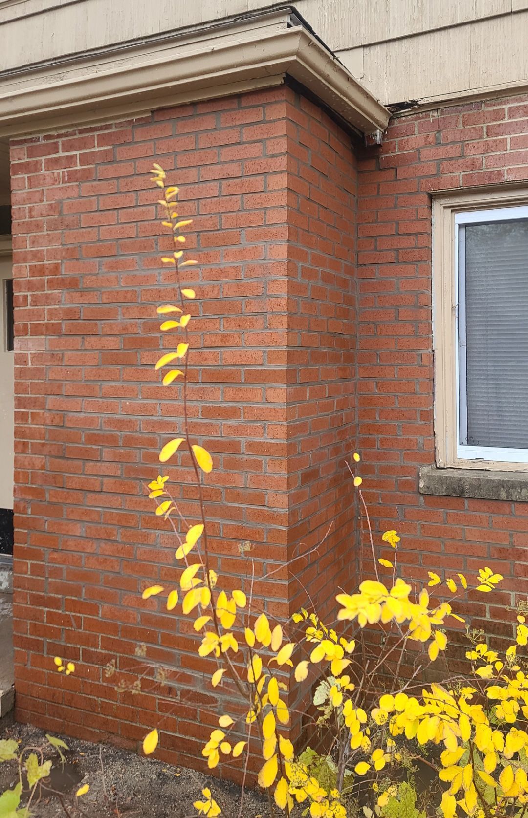 After chimney repair