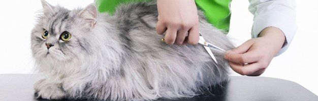 Pet Grooming Service | Dog Grooming | Saginaw, MI