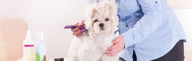 Best Dog Grooming Saginaw Mi  The ultimate guide 