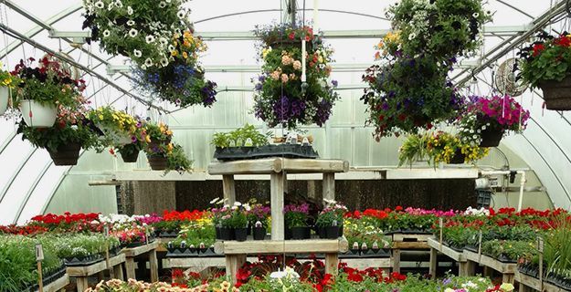 Spider Plant - 10 hanging basket – Shelley's Garden Center