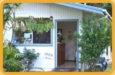 Animal Care | Keaau, HI | Kilauea Veterinary Services | 808-966-8582