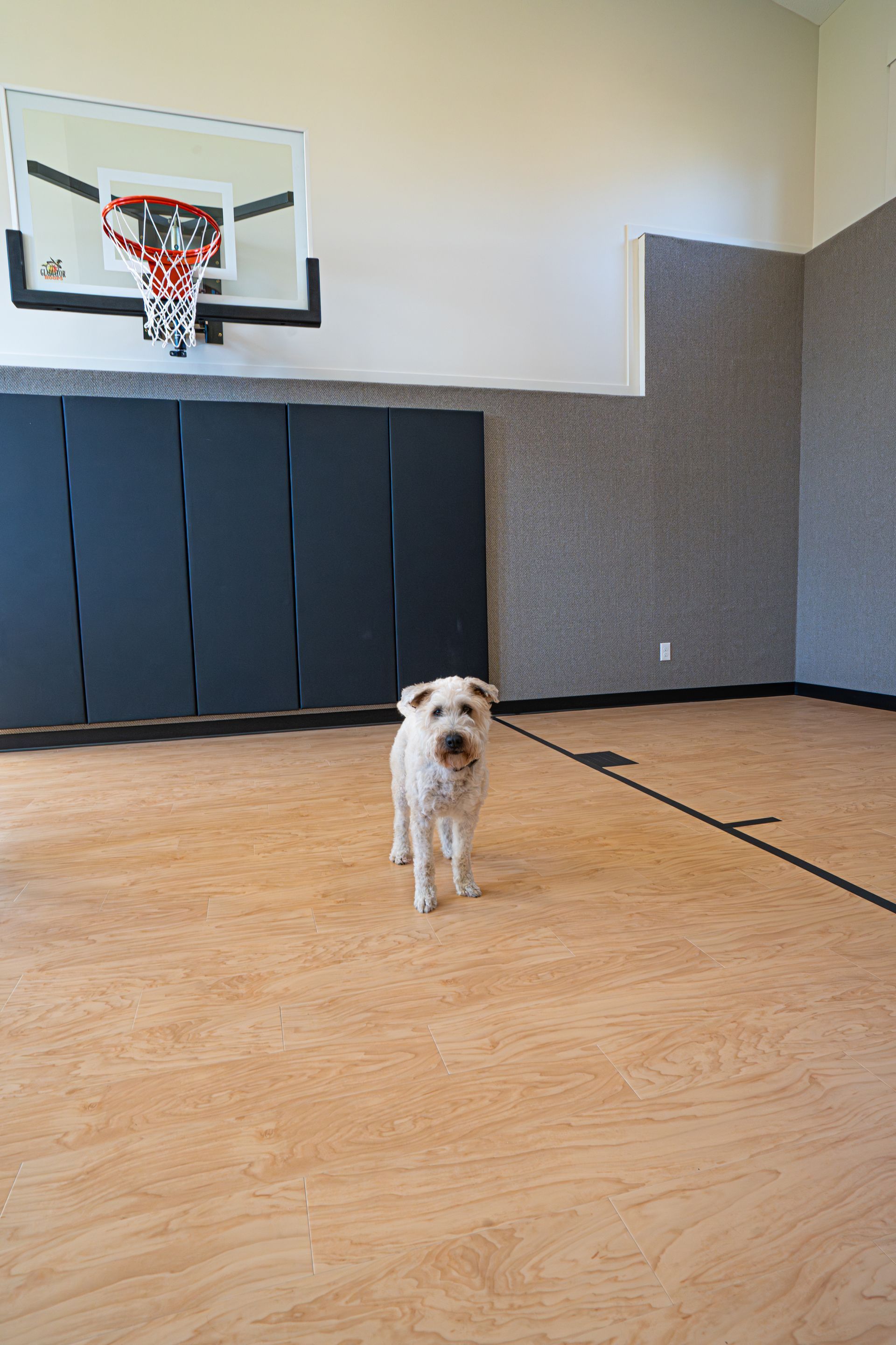 Small dog standing on a gymnasium floor near a basketball hoop and wall padding.