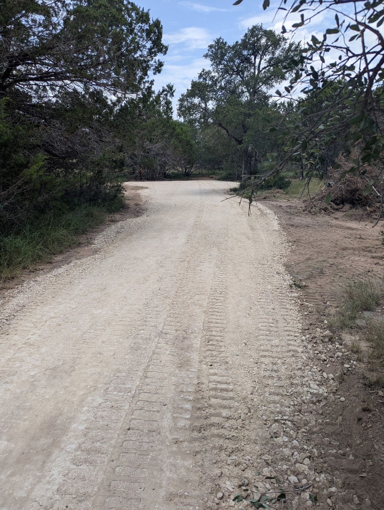 A dirt road going through a forest with trees on both sides