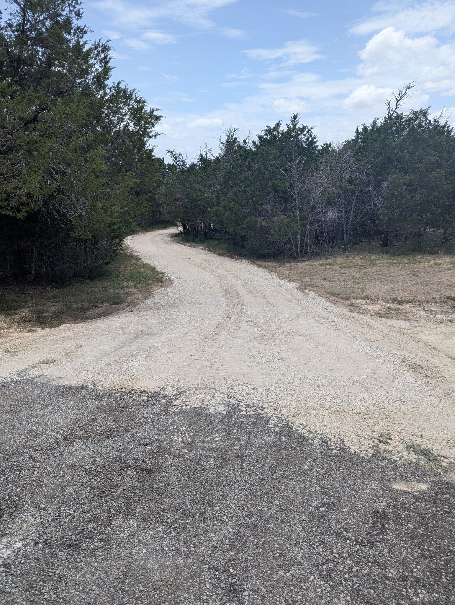 A dirt road going through a forest on a sunny day