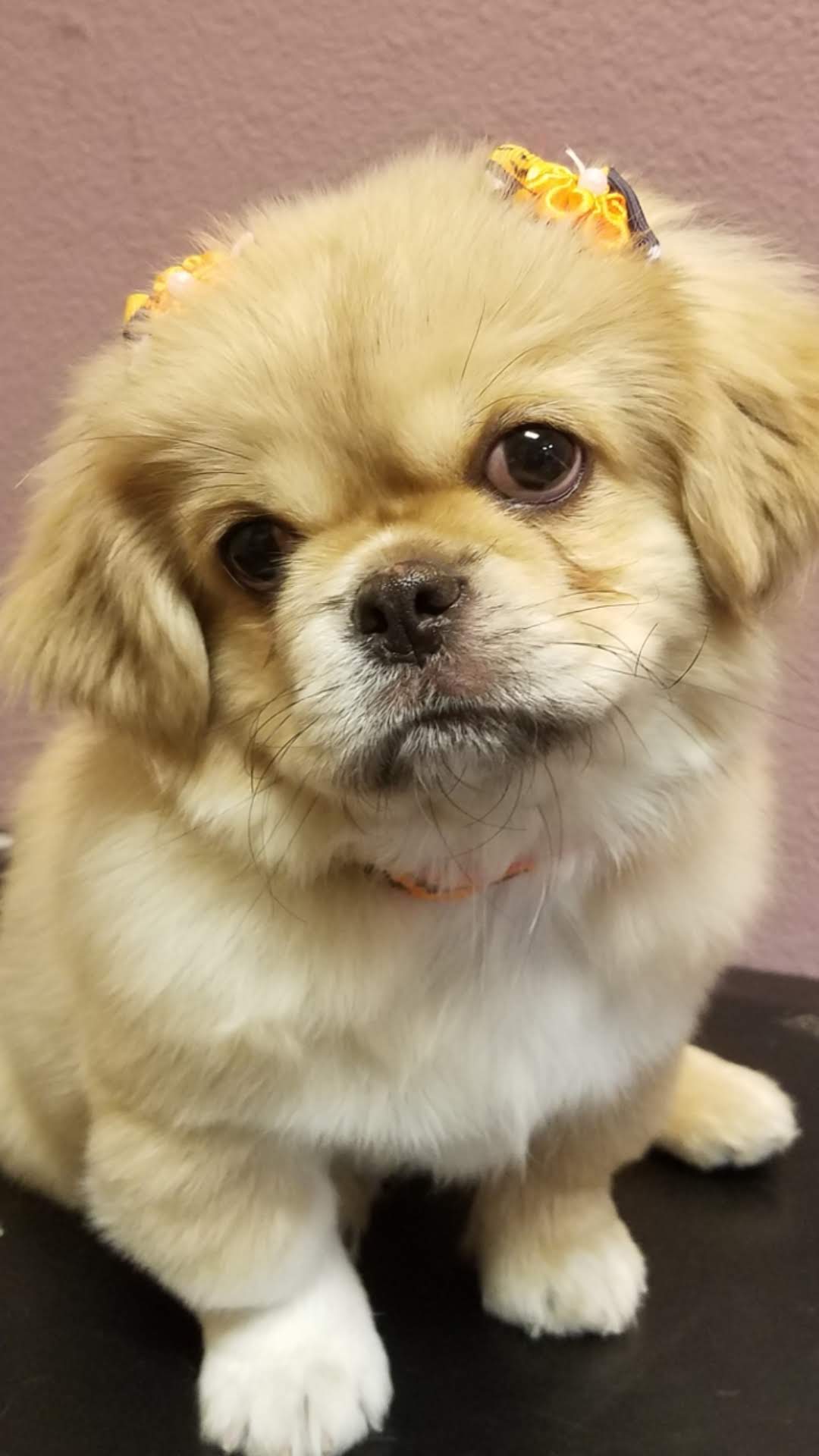 dog grooming