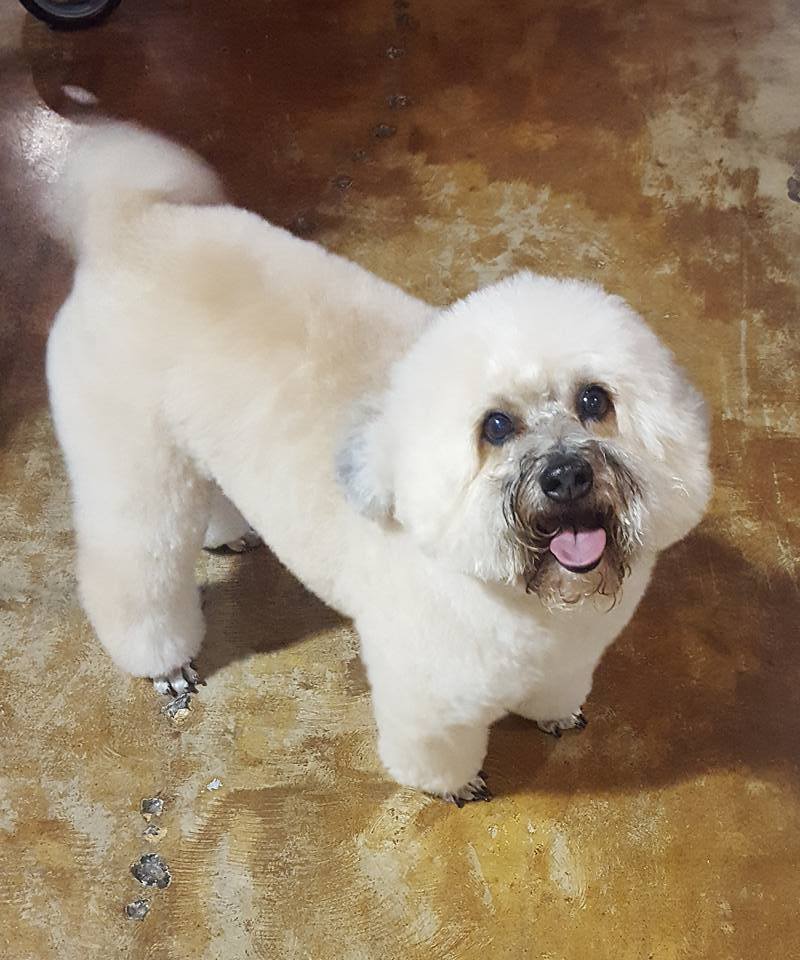 dog grooming