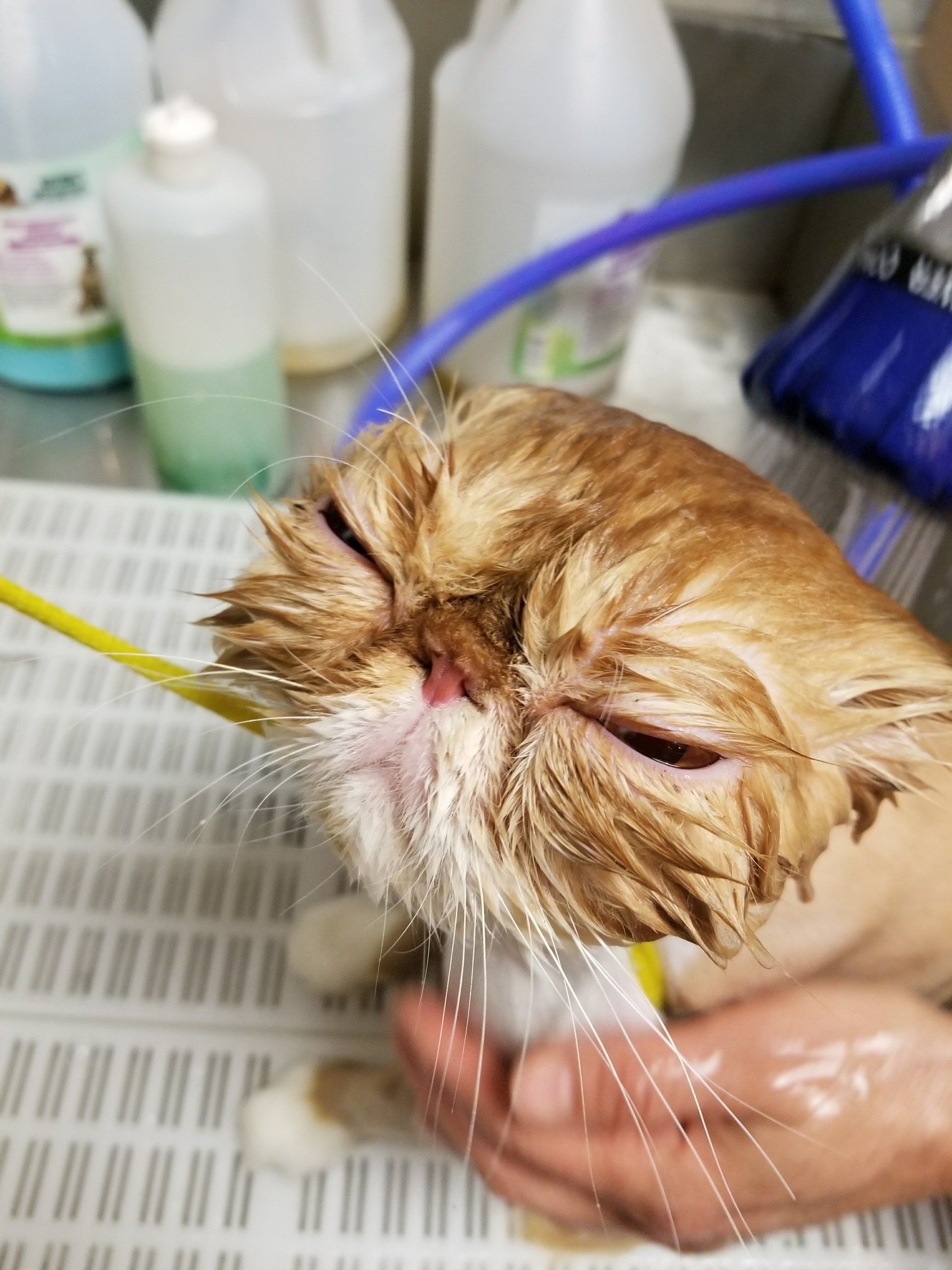 cat grooming