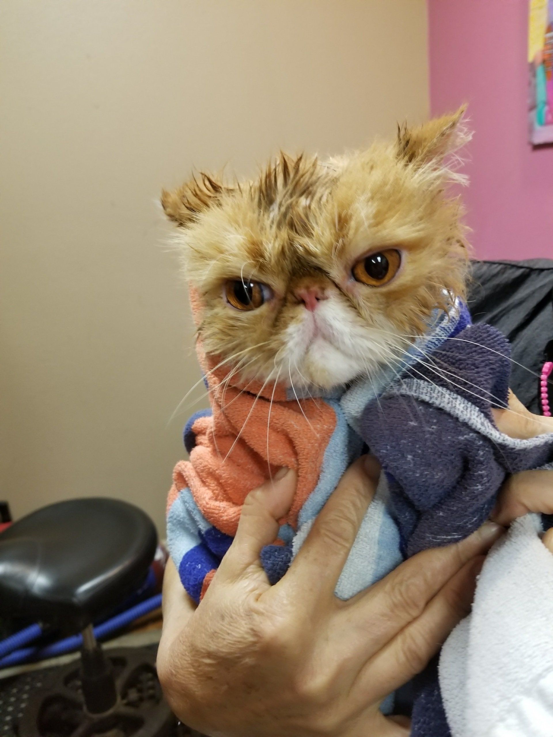 cat grooming