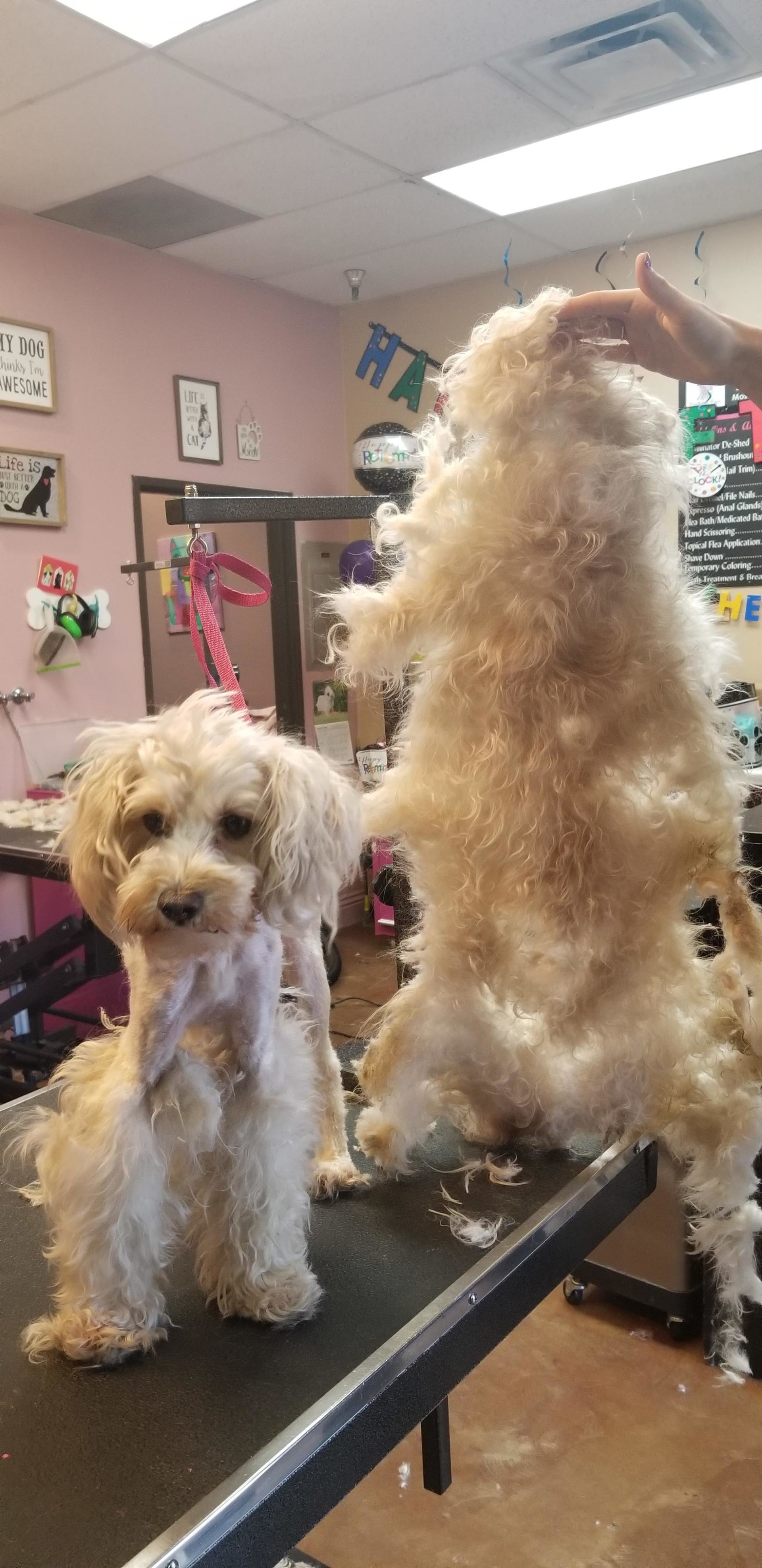 dog grooming