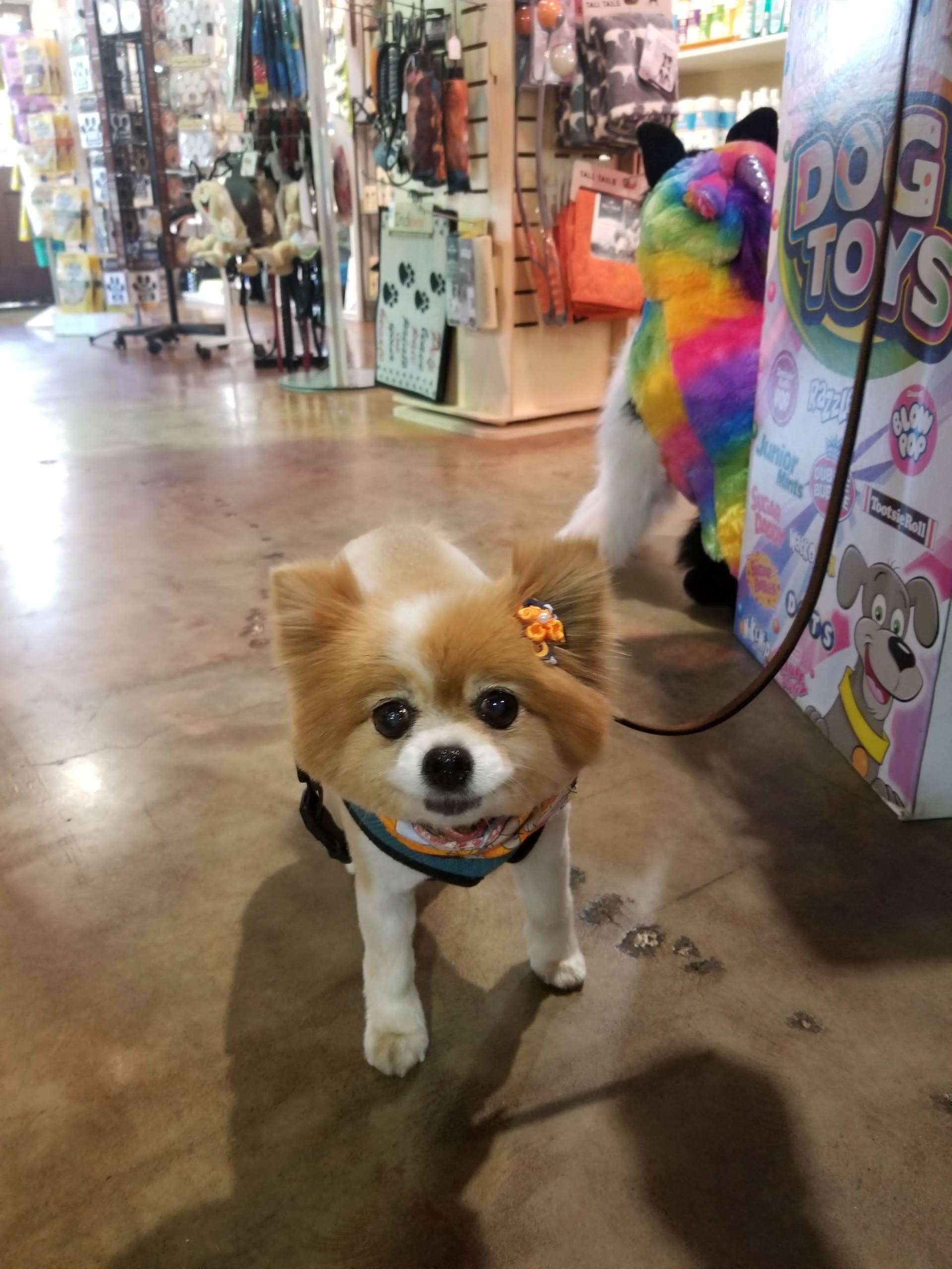 dog grooming
