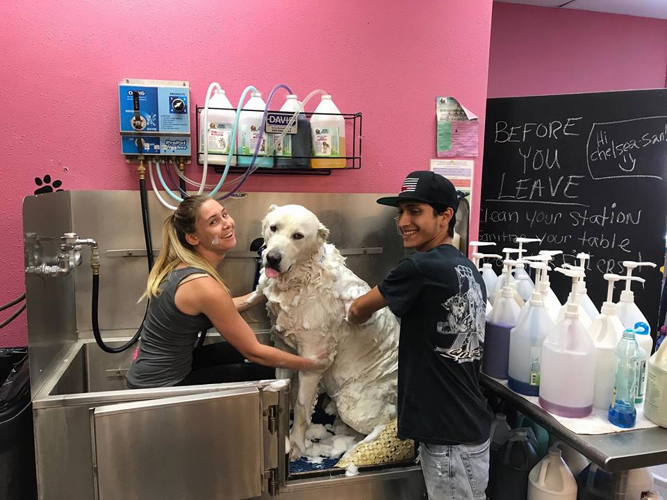 dog grooming