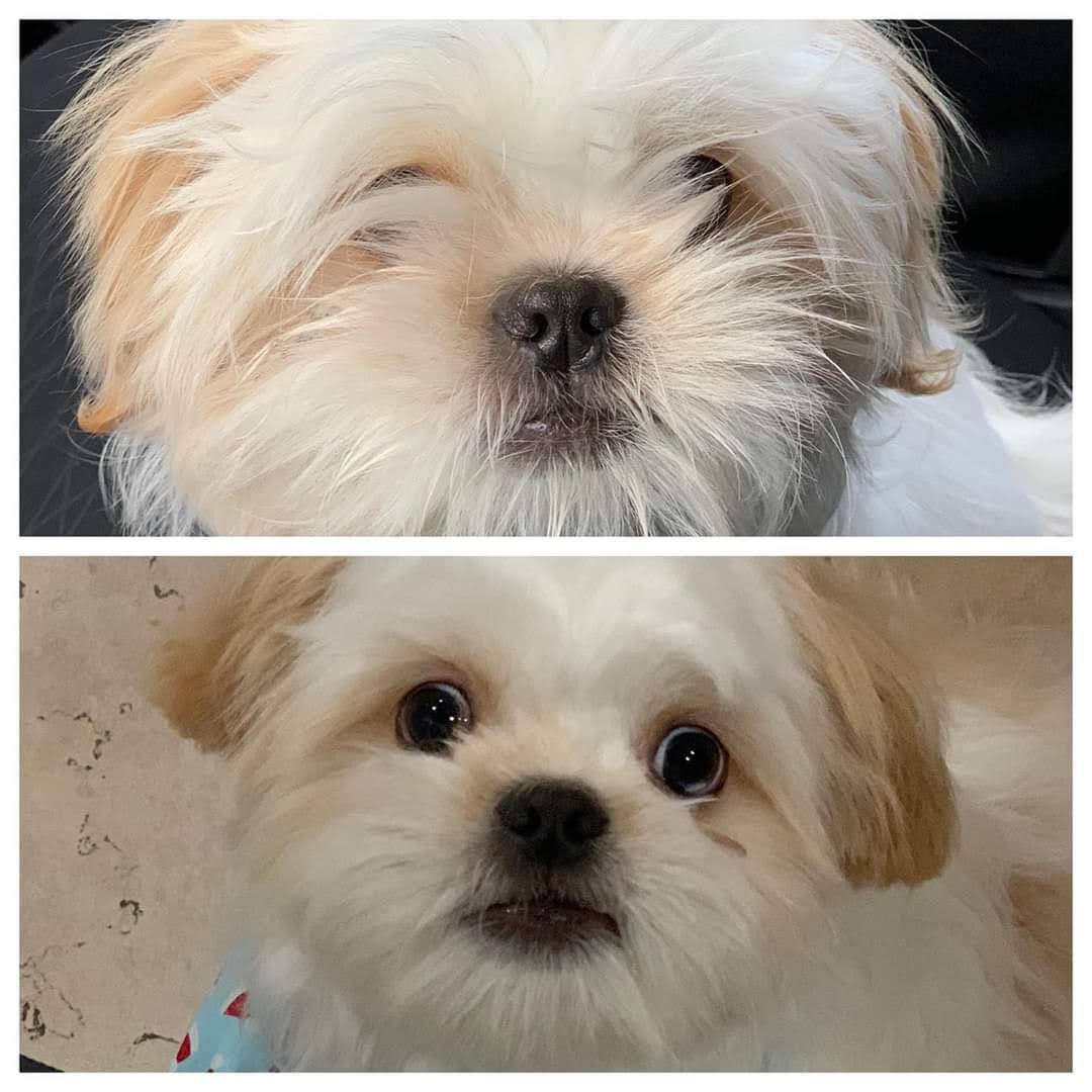 dog before & after