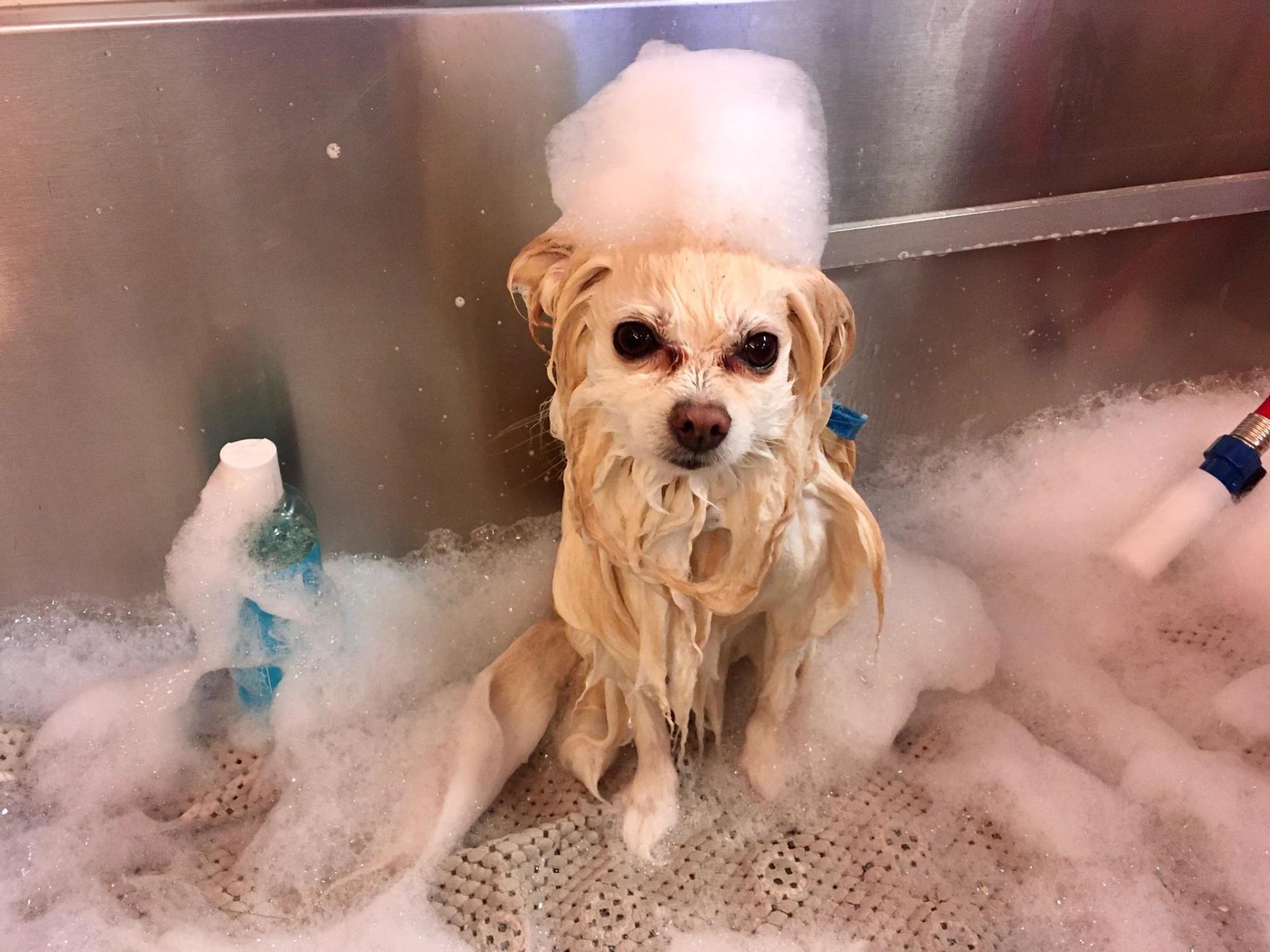 dog grooming