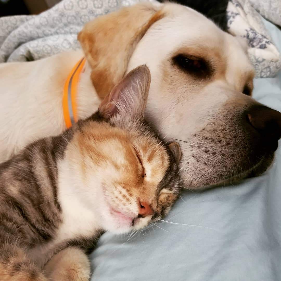 dog & cat