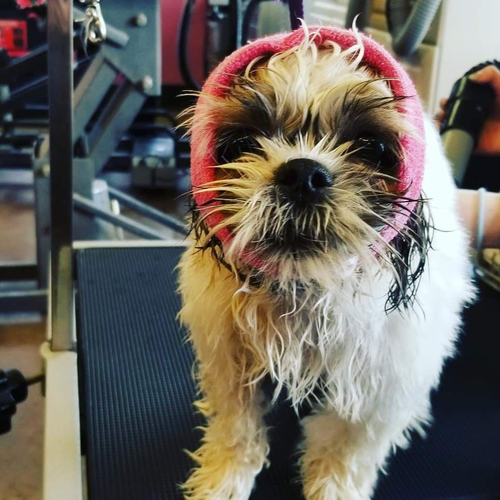 dog grooming