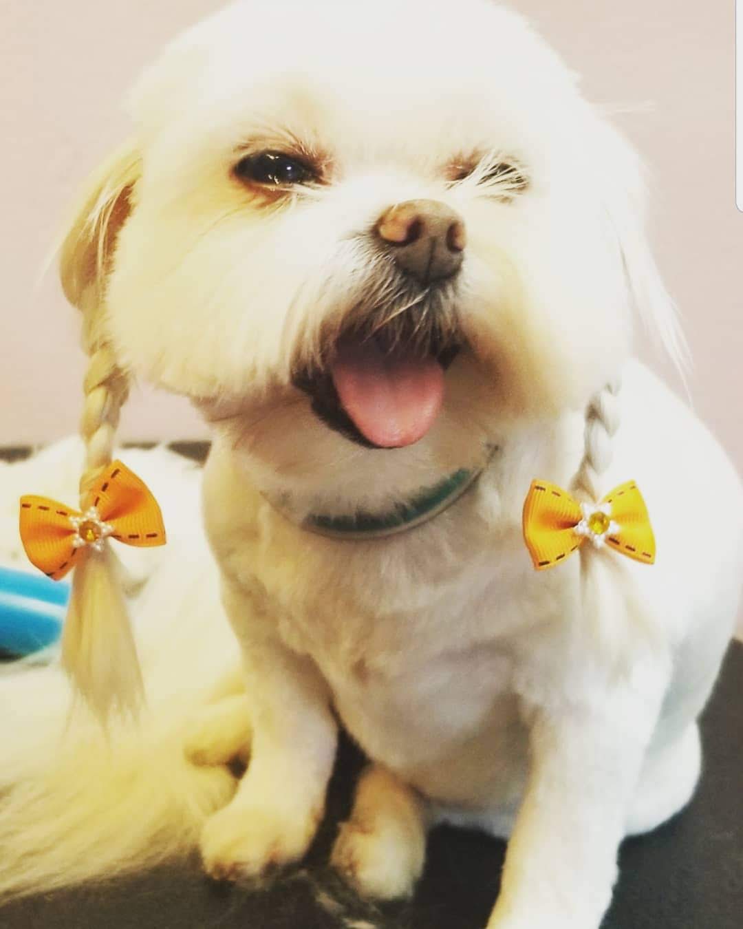 dog grooming