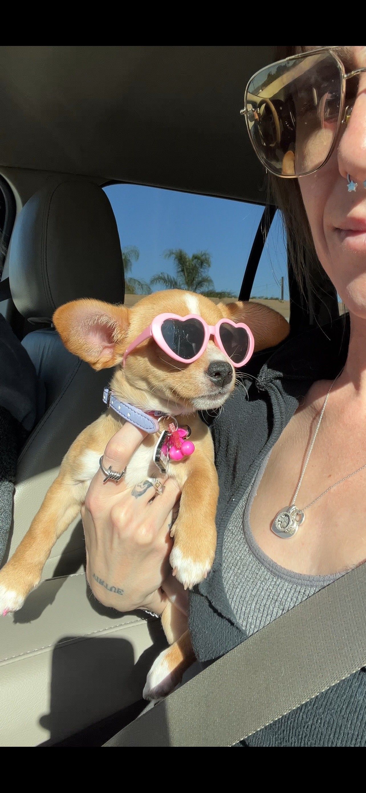 brown dog wearing pink sunglasses