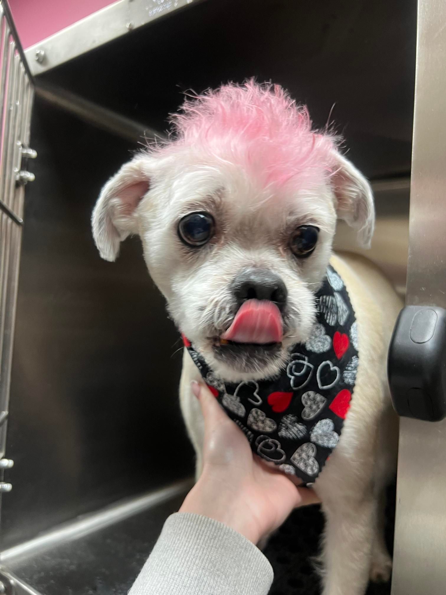 white dog with a pink mohawk and wearing a red, white & blue bandana