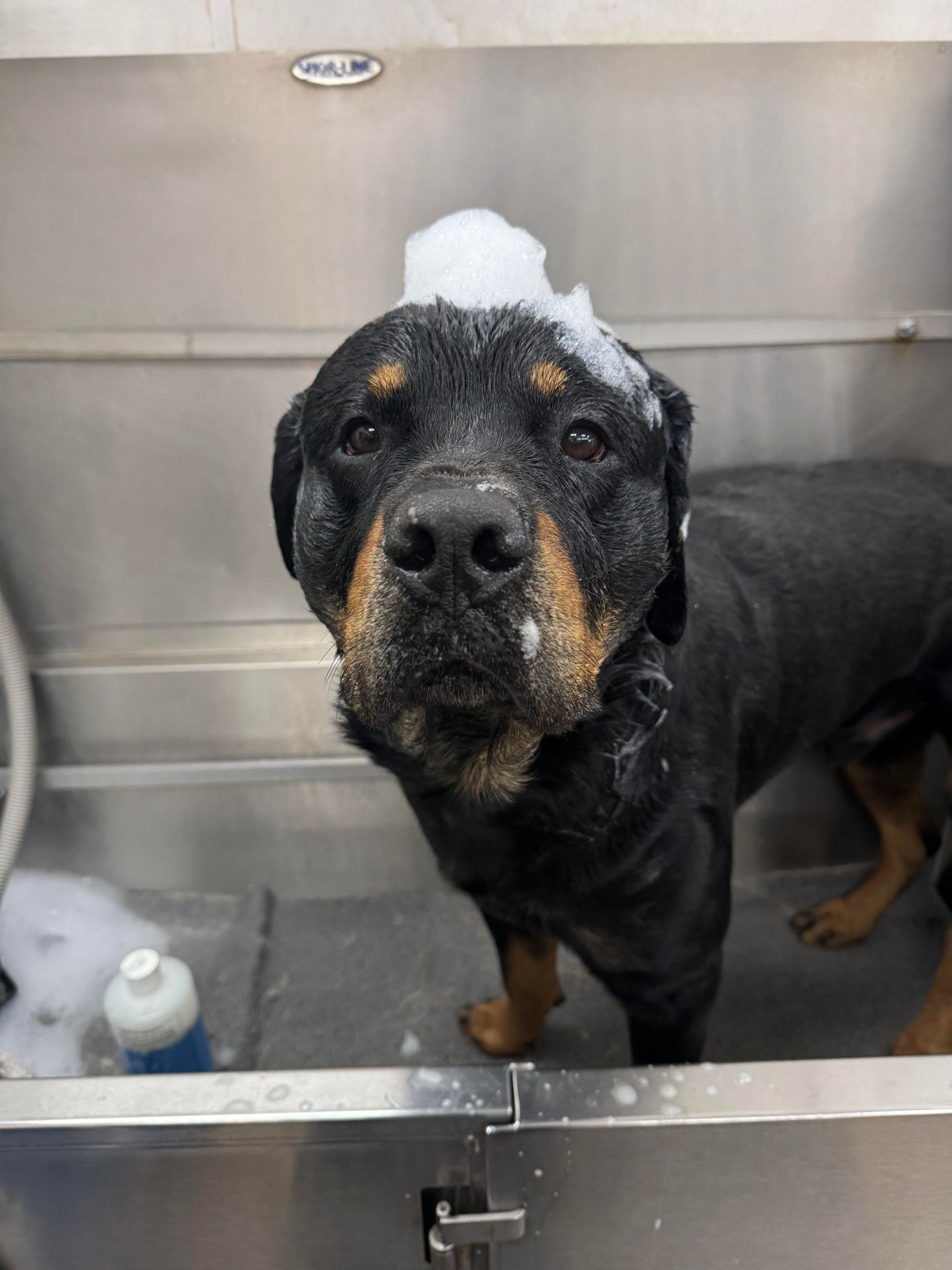 black dog getting a bath