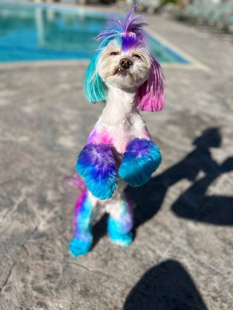 white dog with pink, light blue and purple dye on various parts of it's body