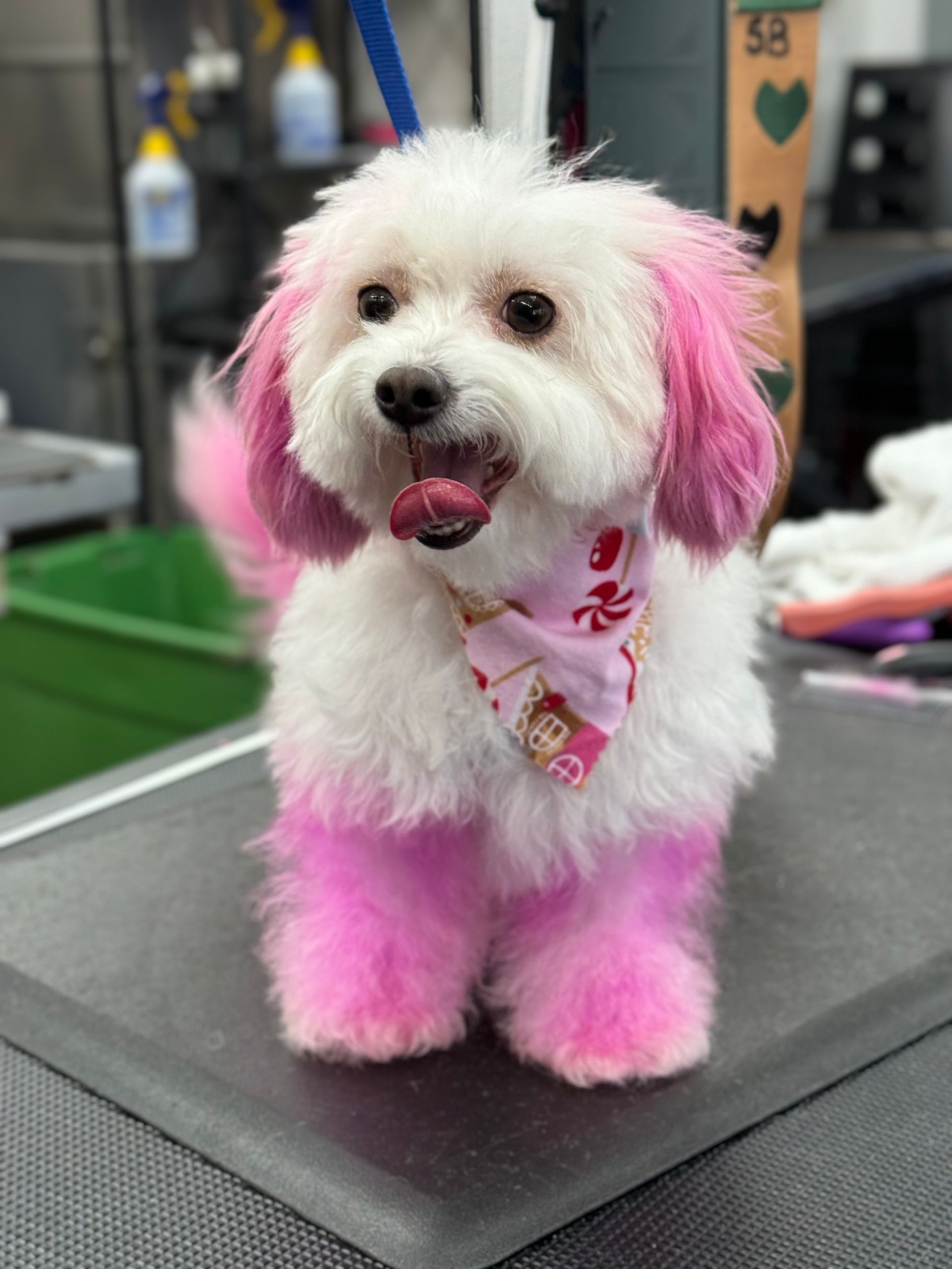 white dog with pink dyed ears and legs and paws wearing a red and pink bandana