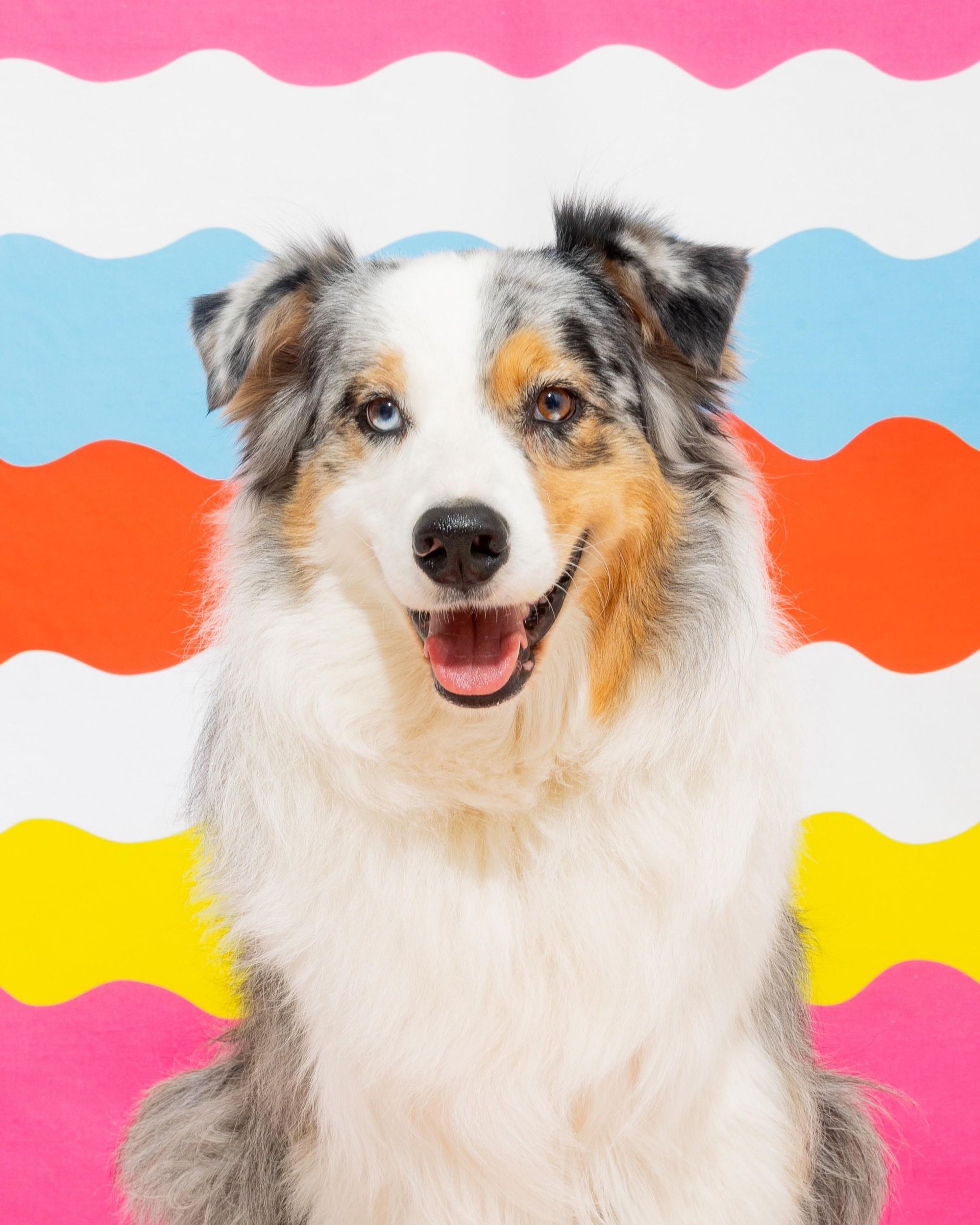 white, brown and black dog in front of multi-colored wall