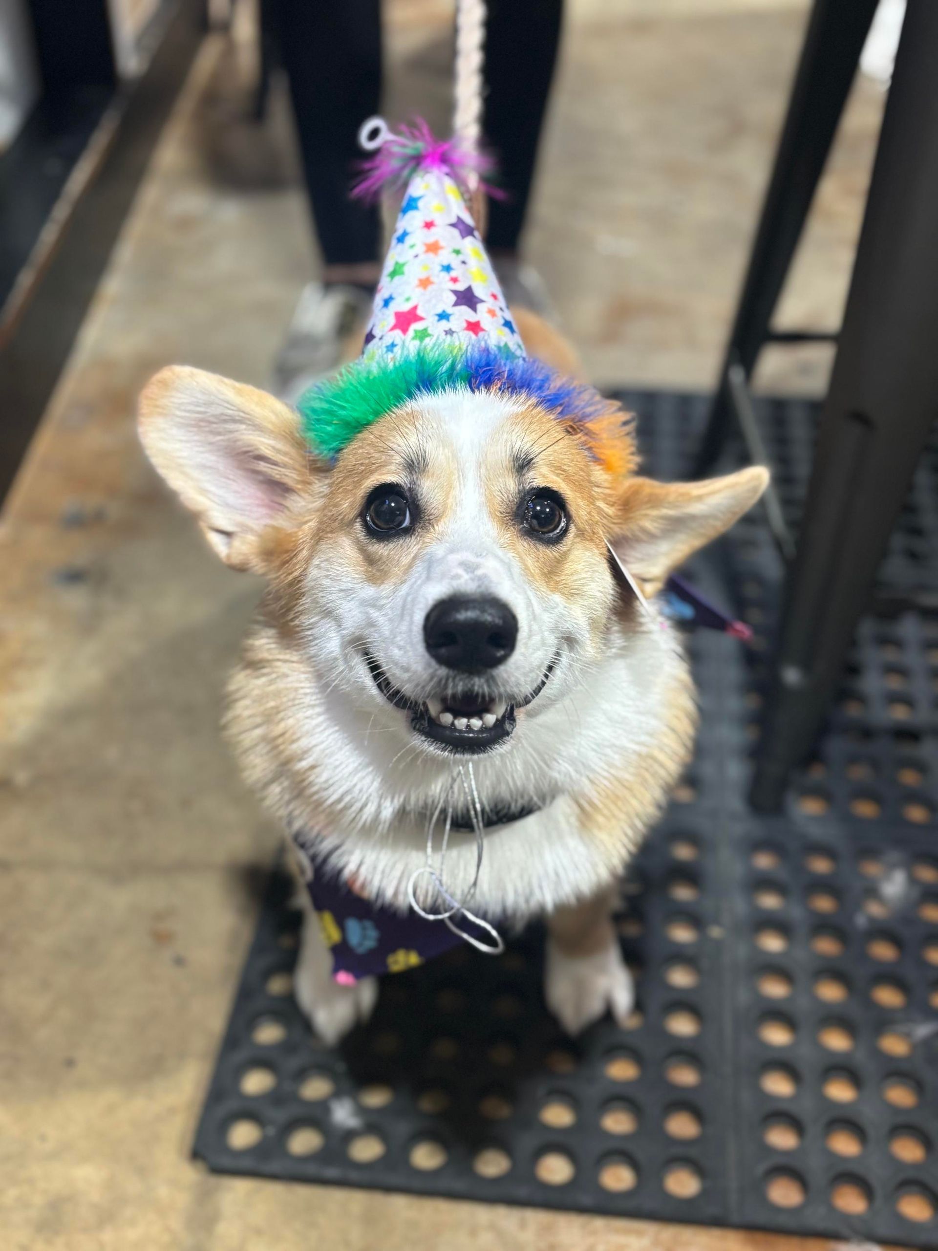 white and brown dog wearing a party hat