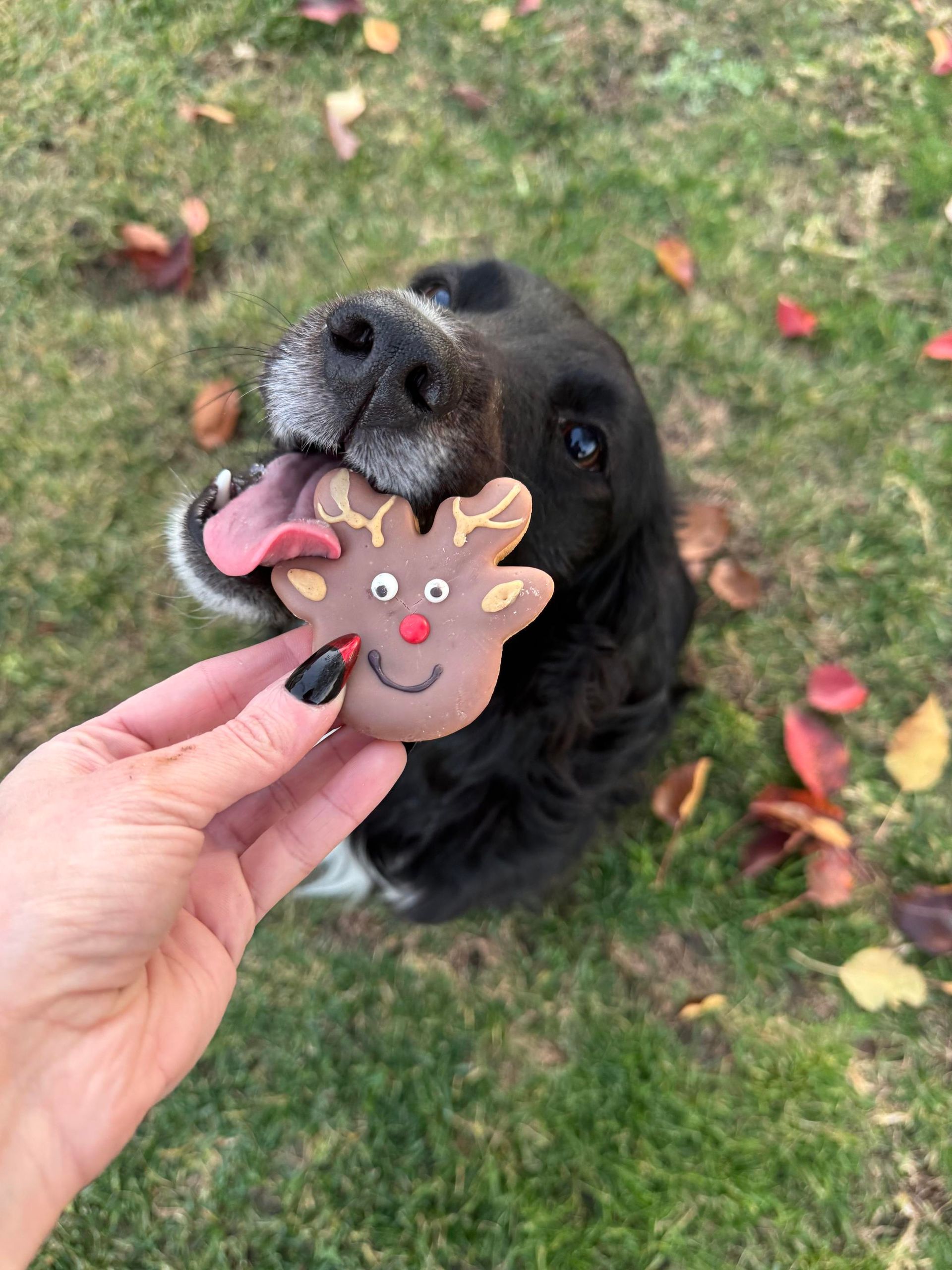 black dog eating a treat