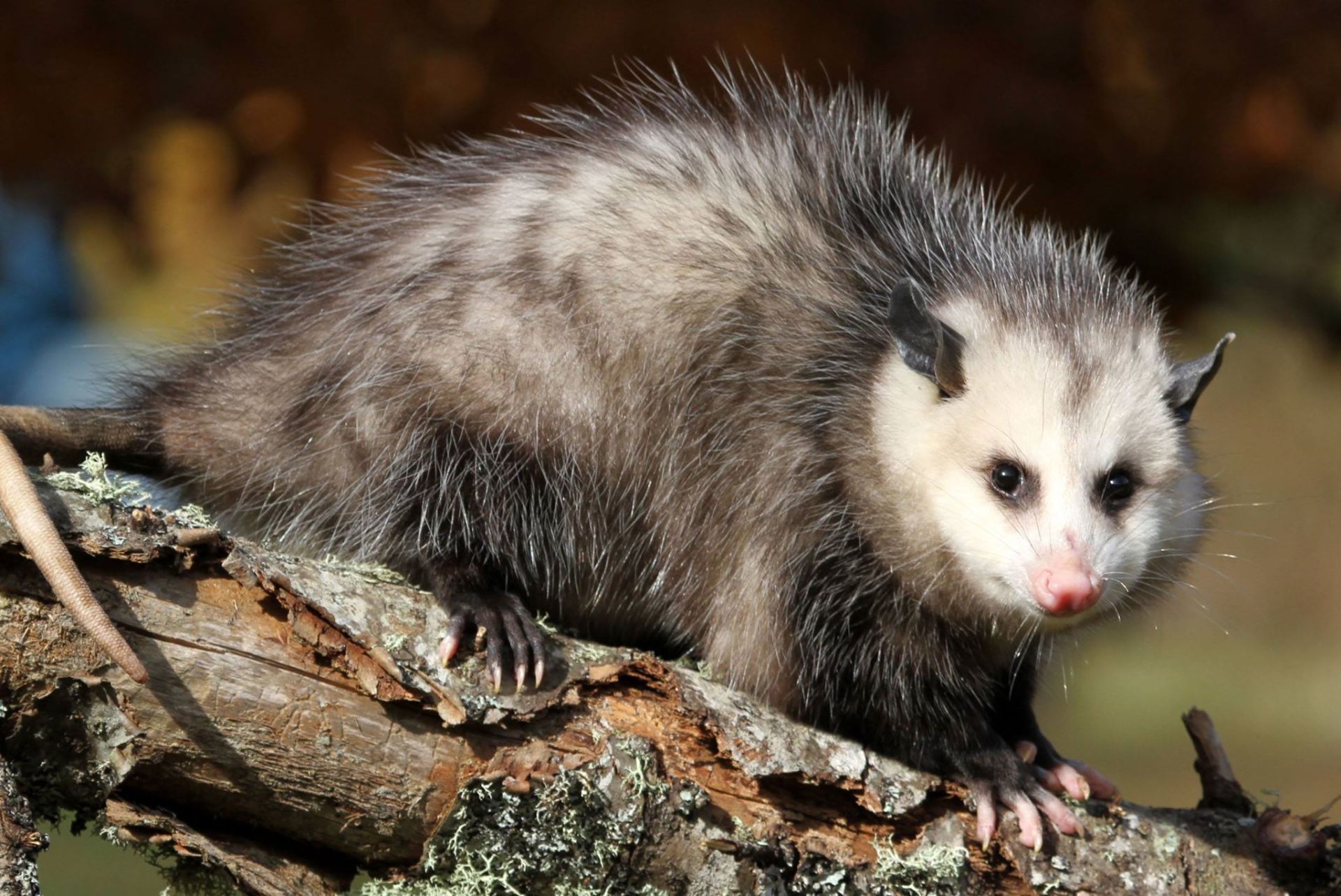 Opossum