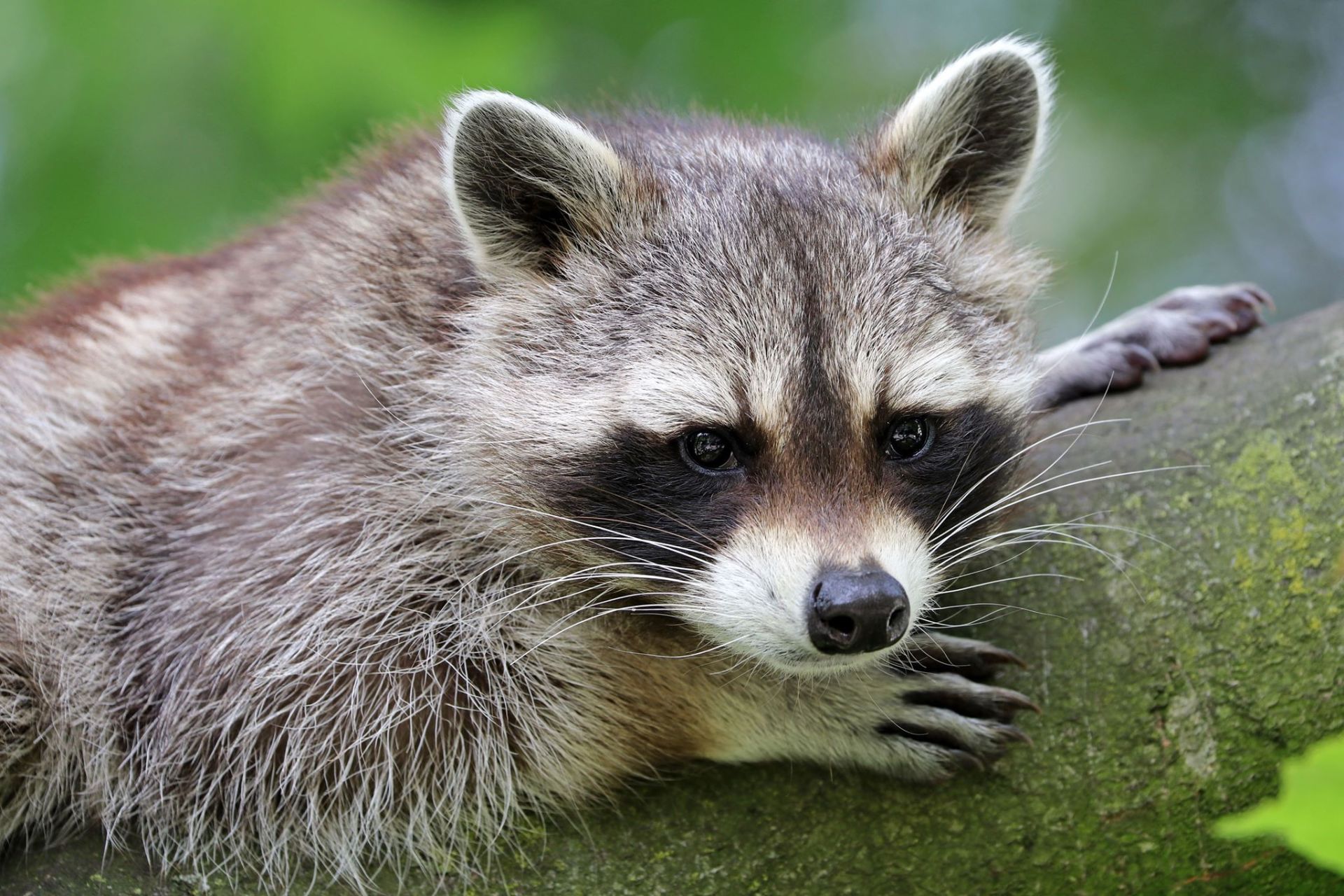 Racoon