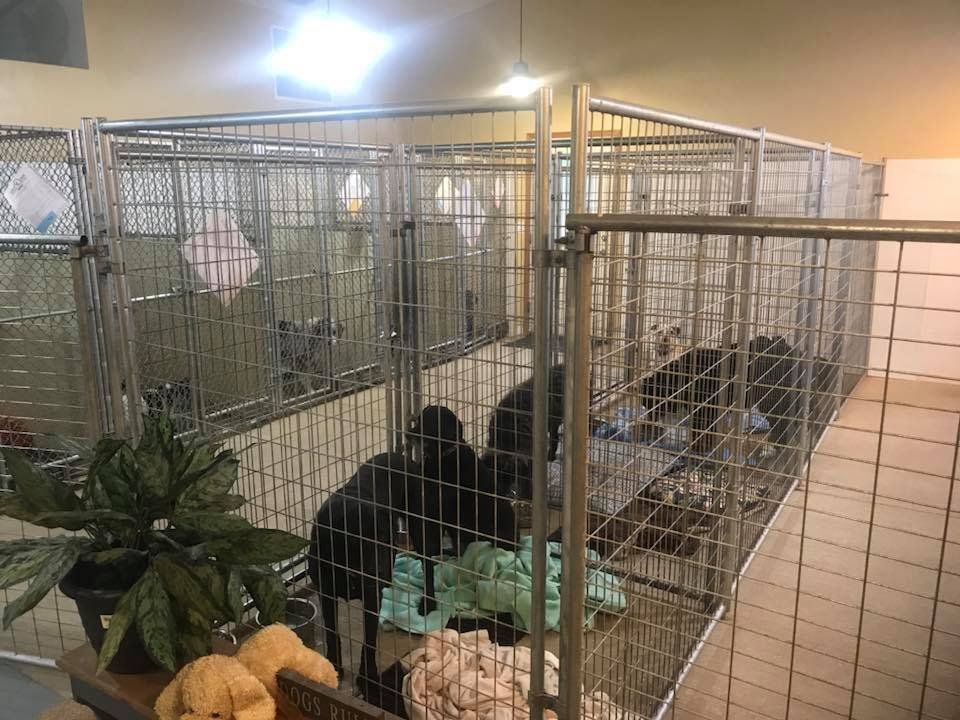 Curve Crest Kennels Gallery Oshkosh, WI