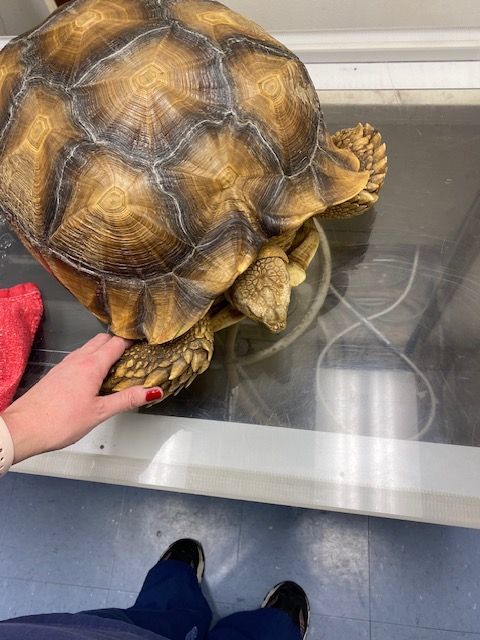 Tortoise x-ray