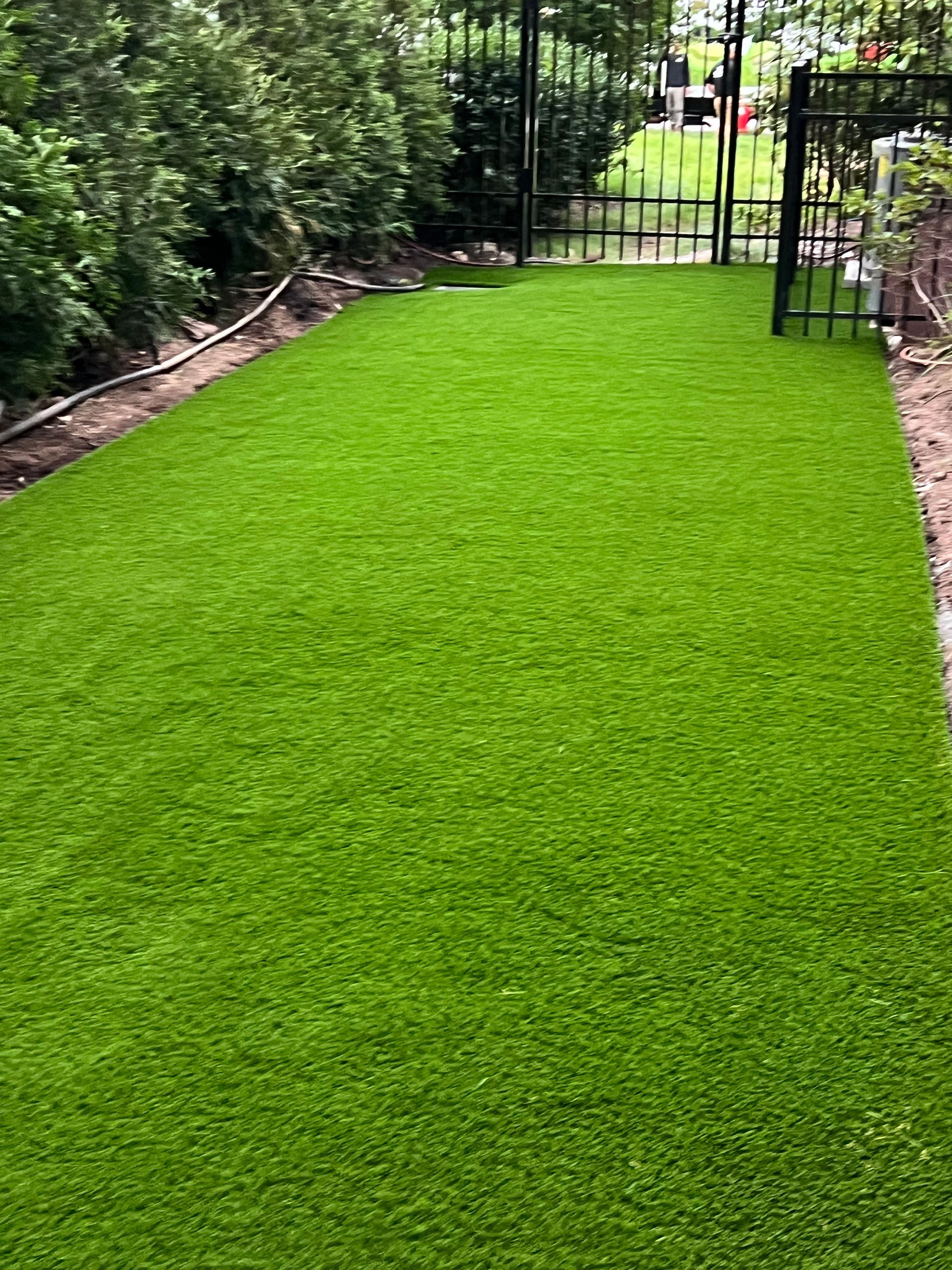 A lush green lawn with a fence and a gate in the background.