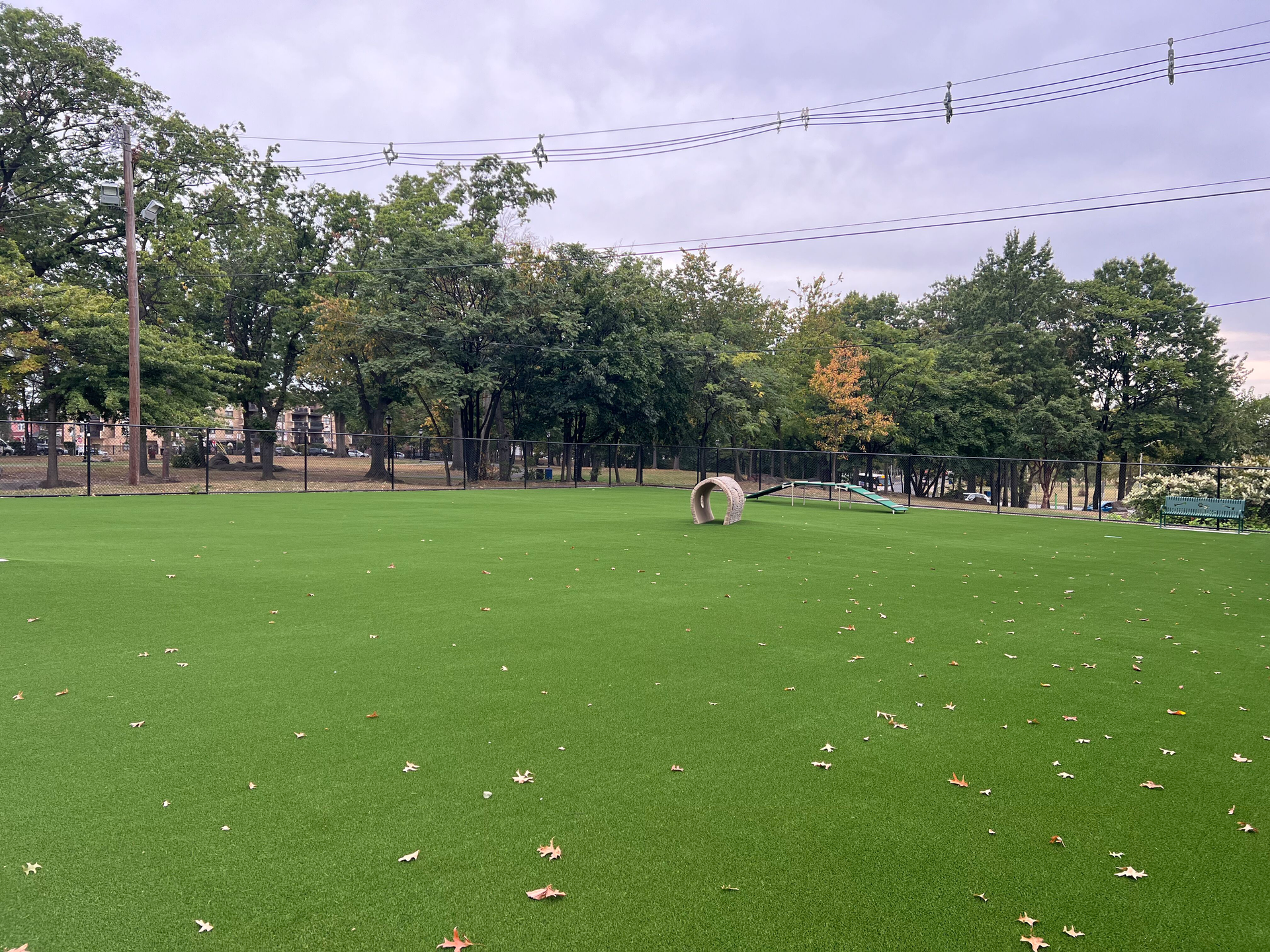 A dog is standing in a grassy field in a park.
